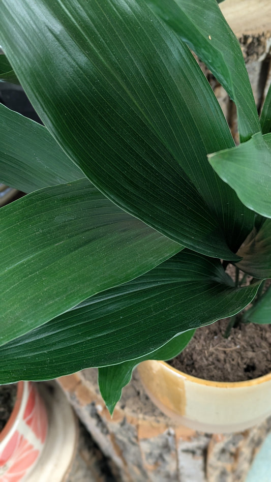 Aspidistra