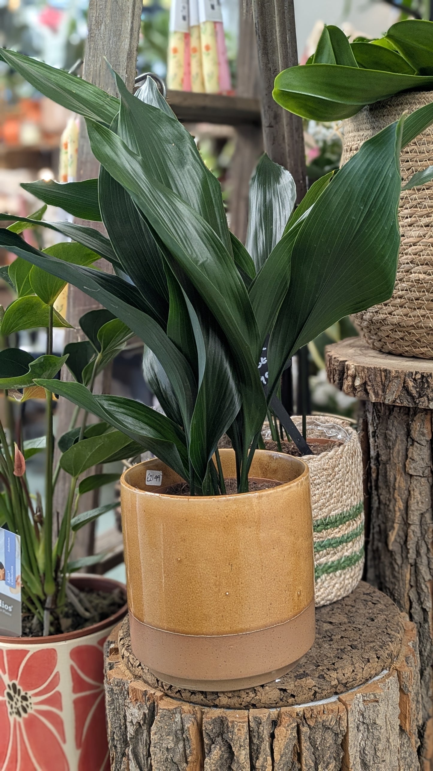 Aspidistra