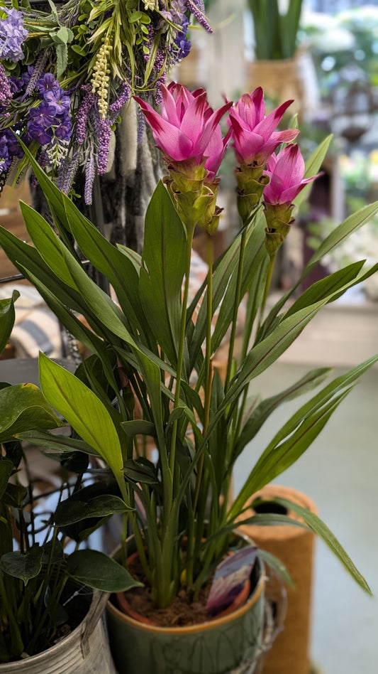 Curcuma