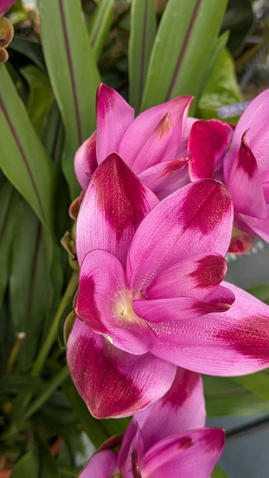 Curcuma
