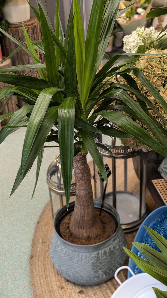 Yucca