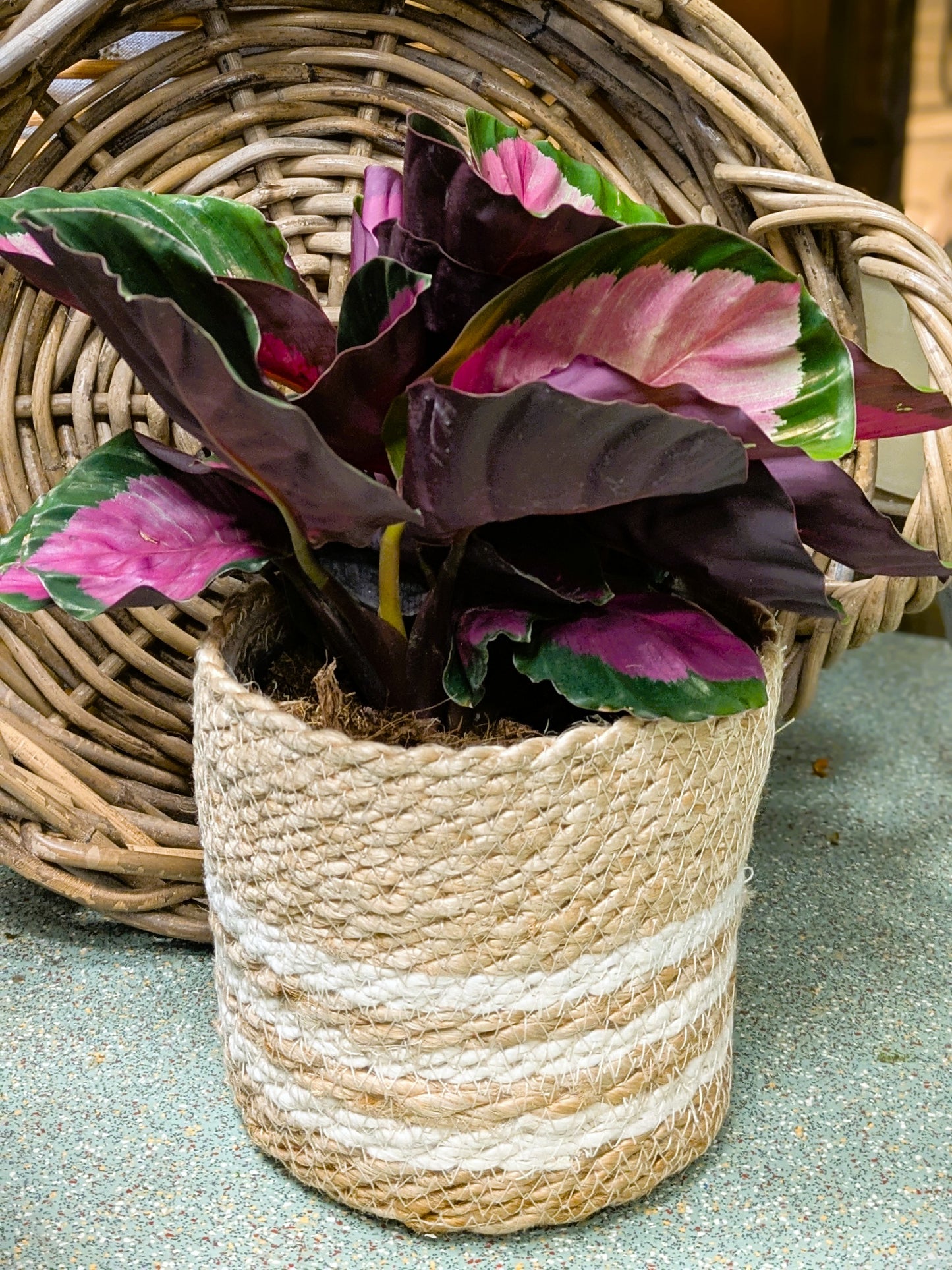 Calathea 'Rosy'