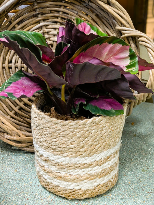 Calathea 'Rosy'