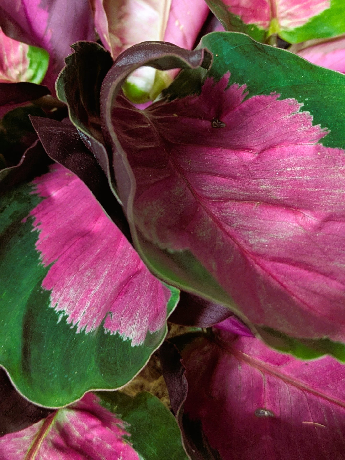 Calathea 'Rosy'