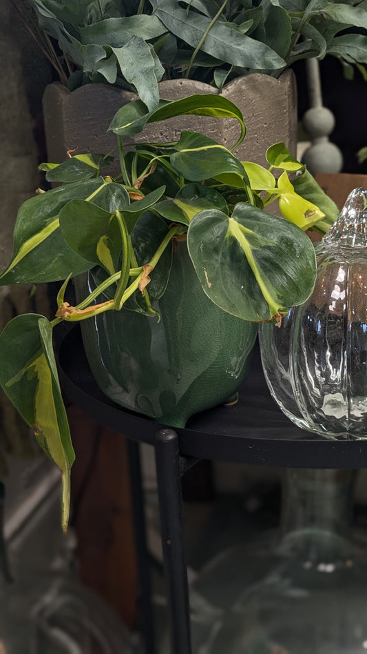 Philodendron 'Brasil'