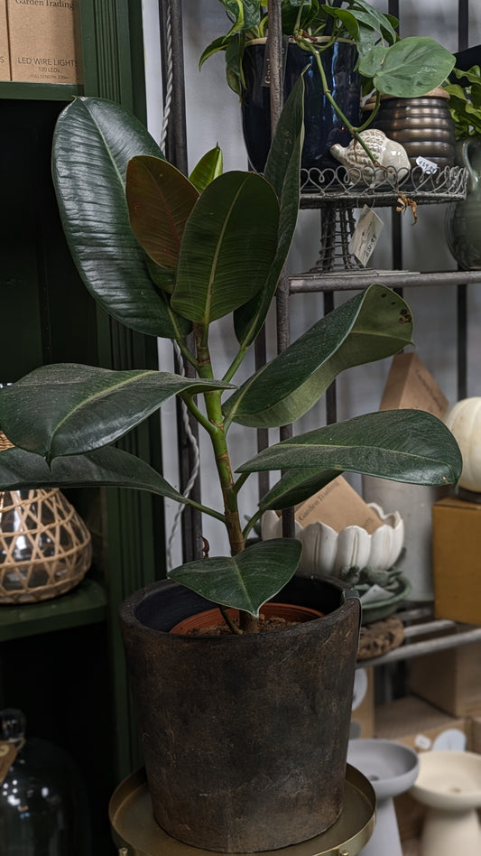 Ficus Elastica (Medium)