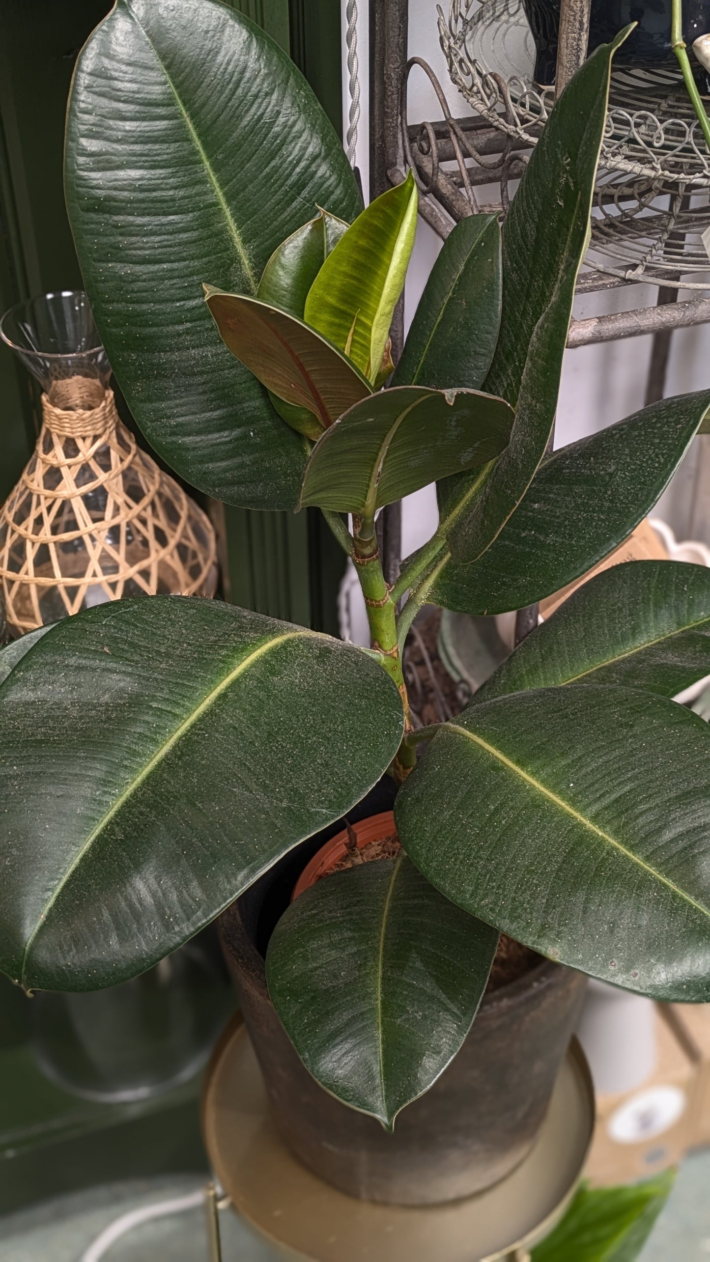 Ficus Elastica (Medium)