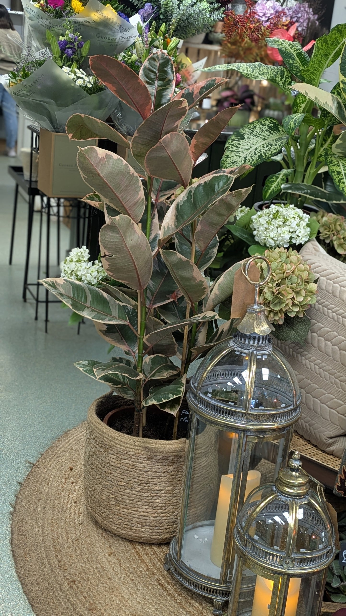 Ficus Tineke (Large)