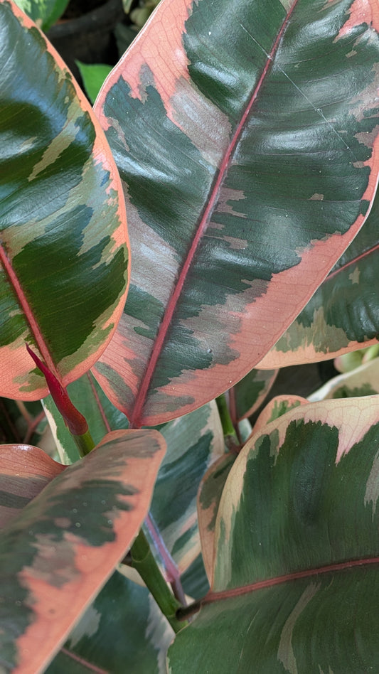 Ficus Tineke (Large)