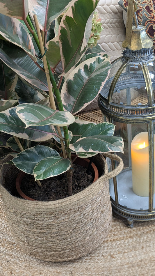 Ficus Tineke (Large)