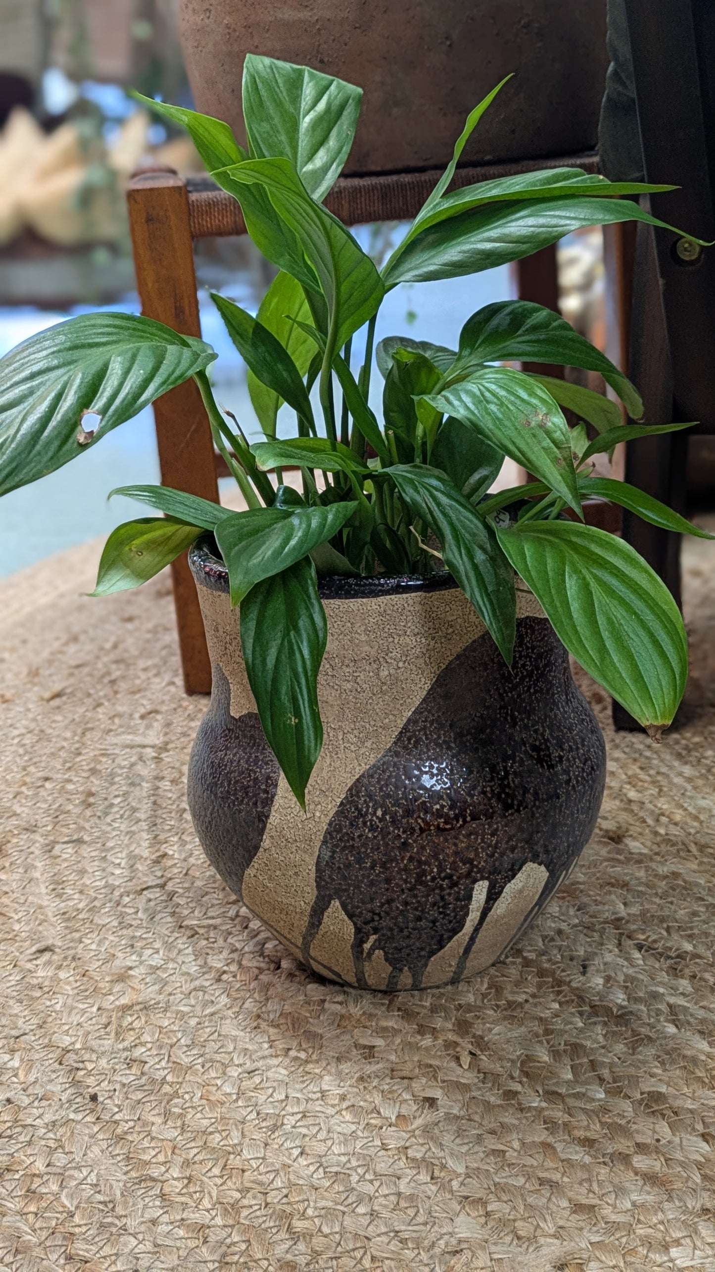 Spathiphllum / Peace Lily (Medium)