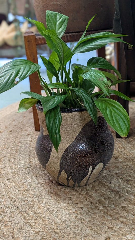 Spathiphllum / Peace Lily (Medium)