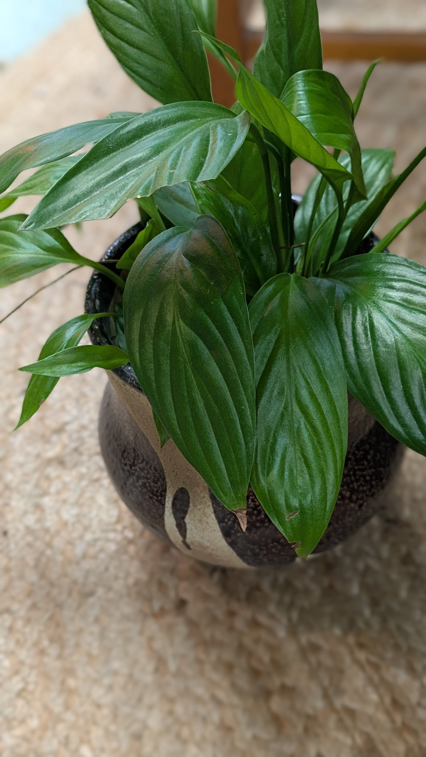 Spathiphllum / Peace Lily (Medium)