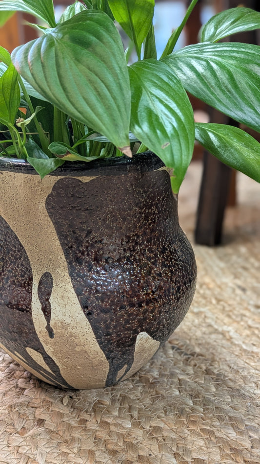 Spathiphllum / Peace Lily (Medium)