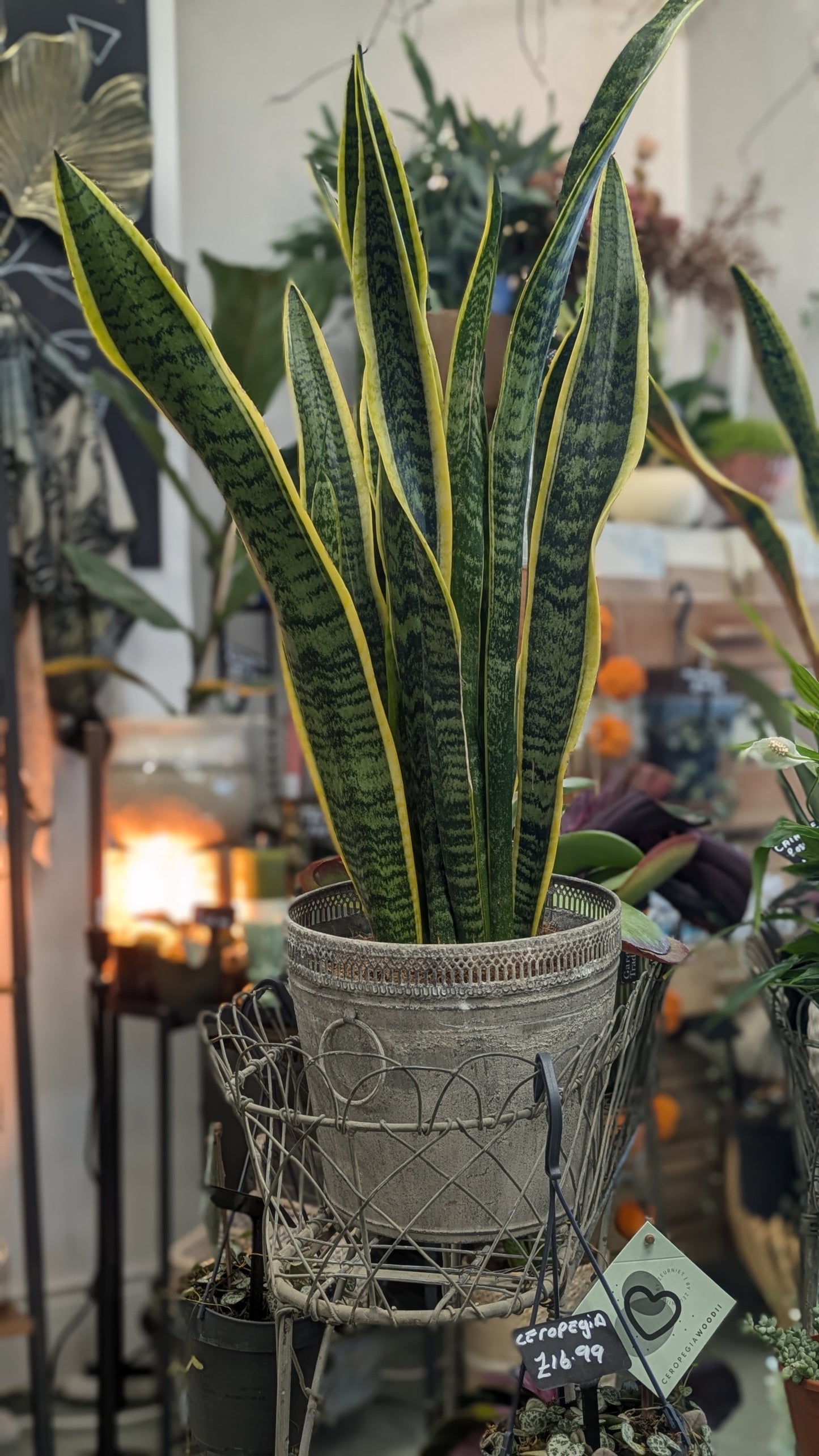 Mother in Laws Tongue / Snake plant (Large)