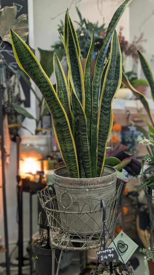 Mother in Laws Tongue / Snake plant (Large)