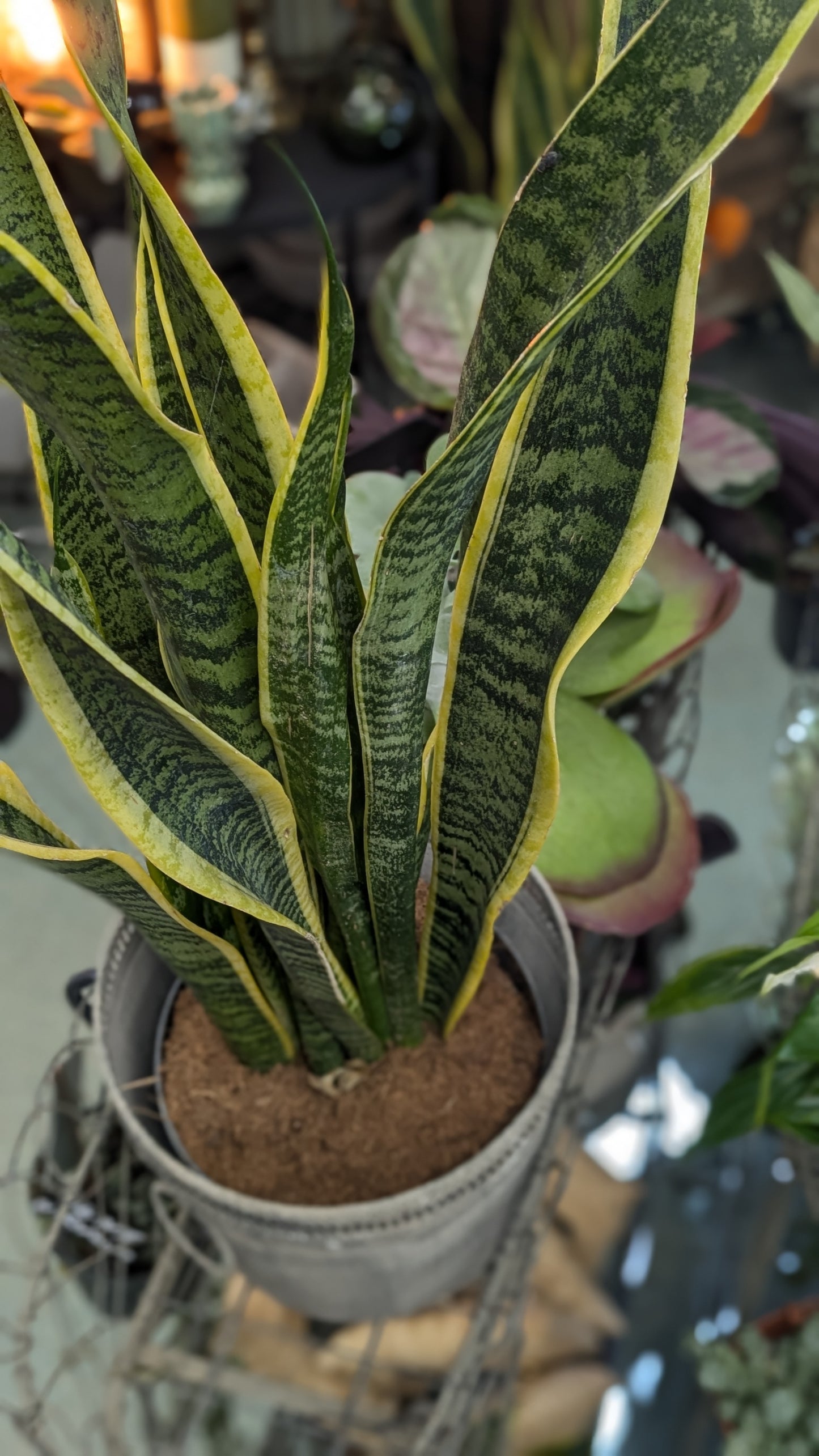 Mother in Laws Tongue / Snake plant (Large)
