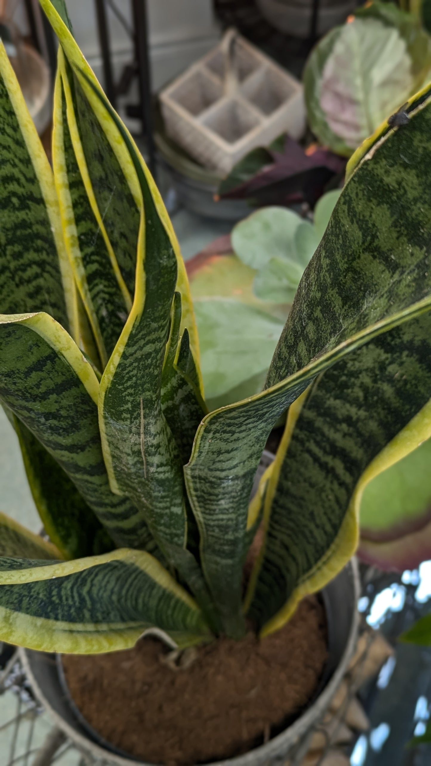Mother in Laws Tongue / Snake plant (Large)