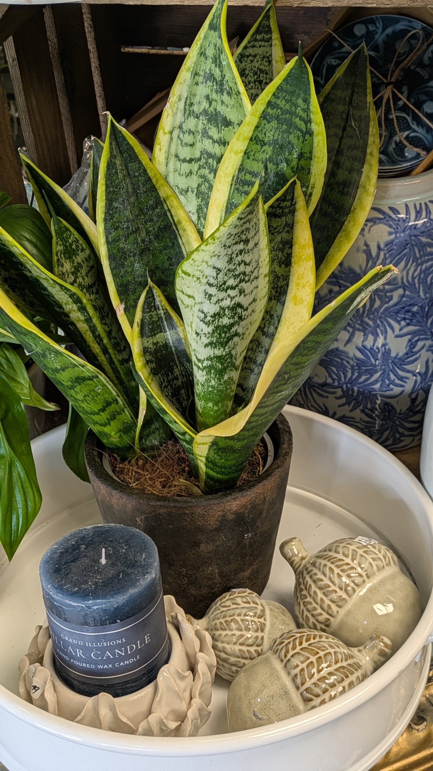 Mother in Laws Tongue / Snake plant