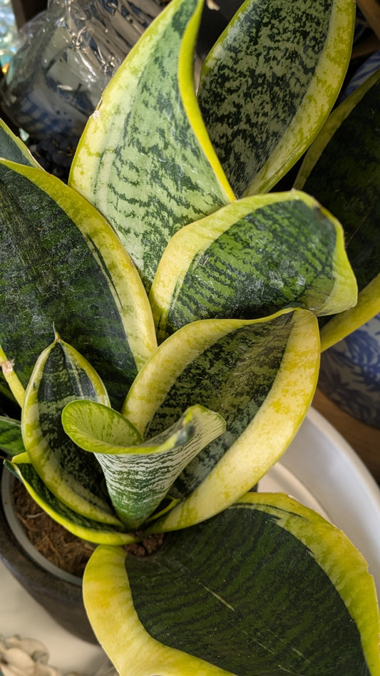 Mother in Laws Tongue / Snake plant