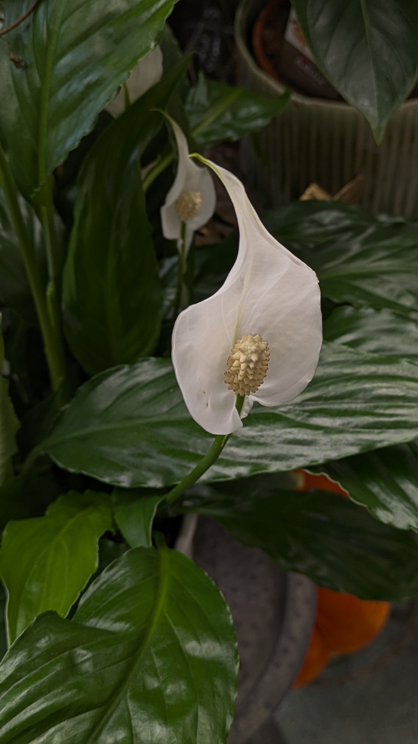 Spathiphllum / Peace Lily (Medium)