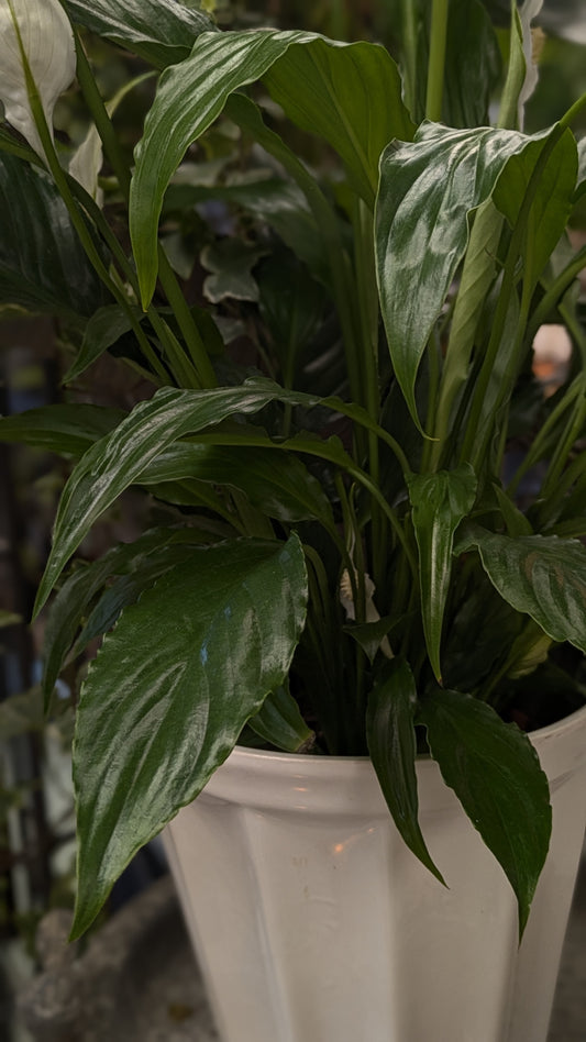 Spathiphllum / Peace Lily (Medium)