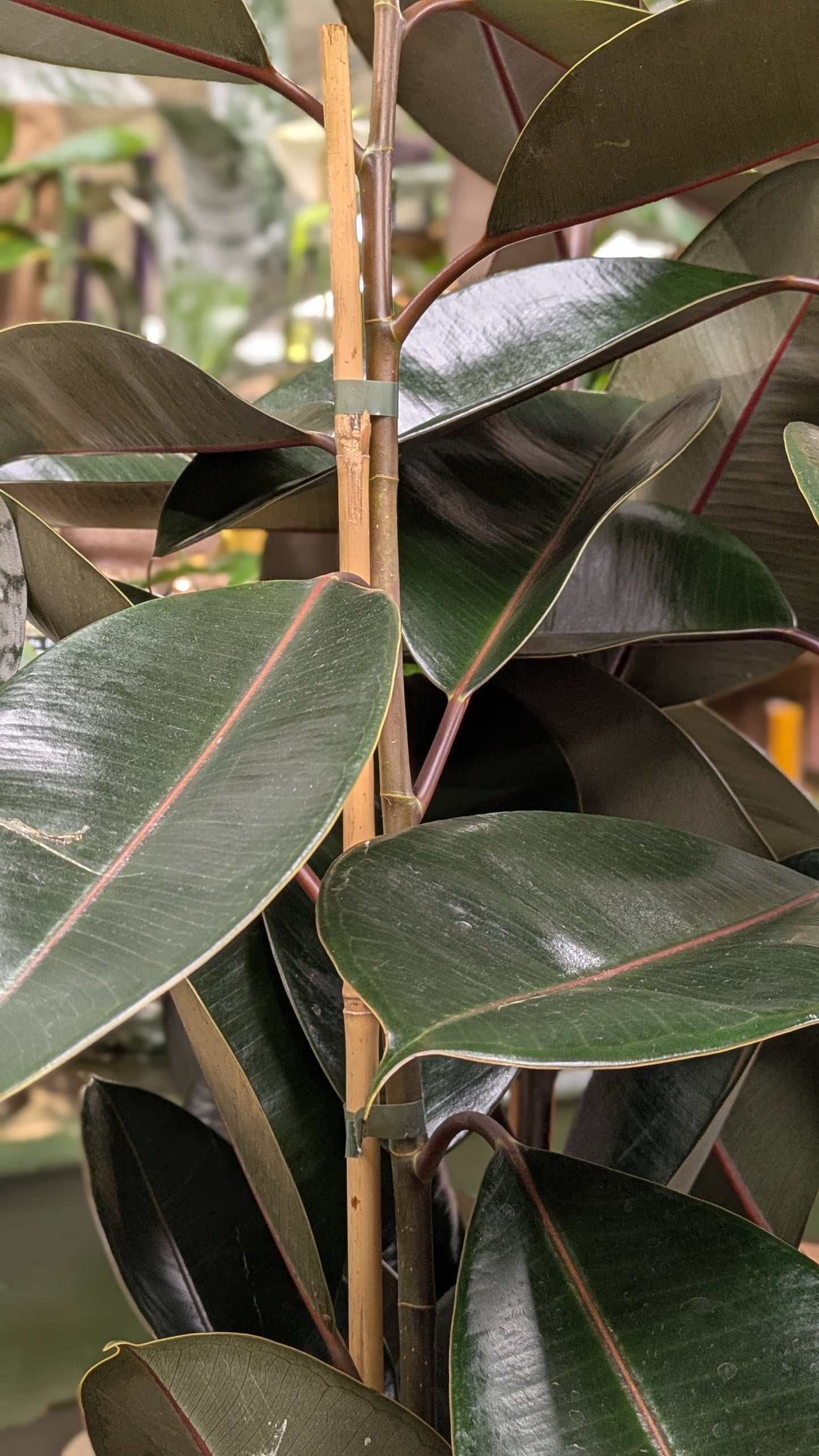 Ficus Elastica (Large)
