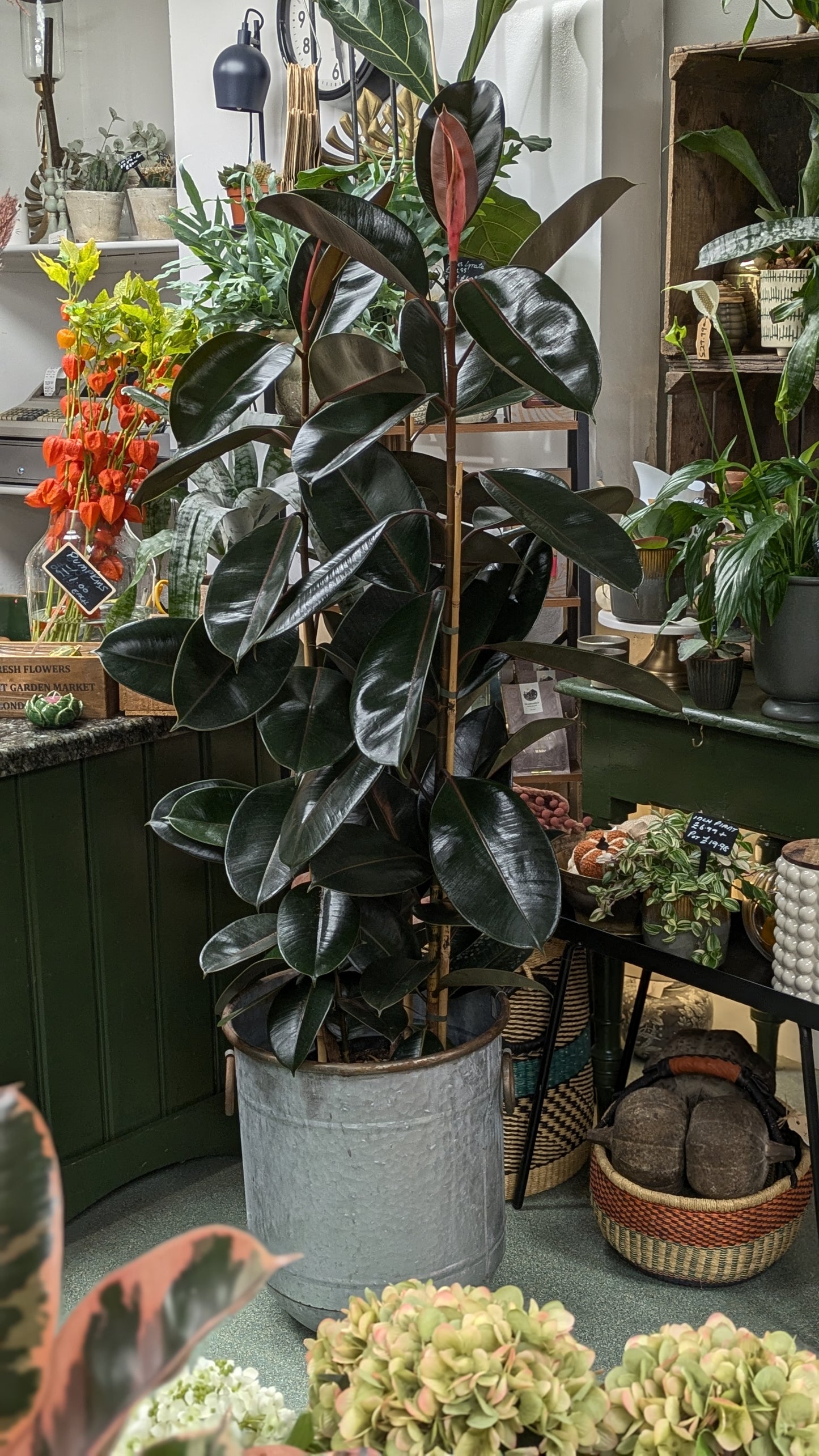 Ficus Elastica (Large)