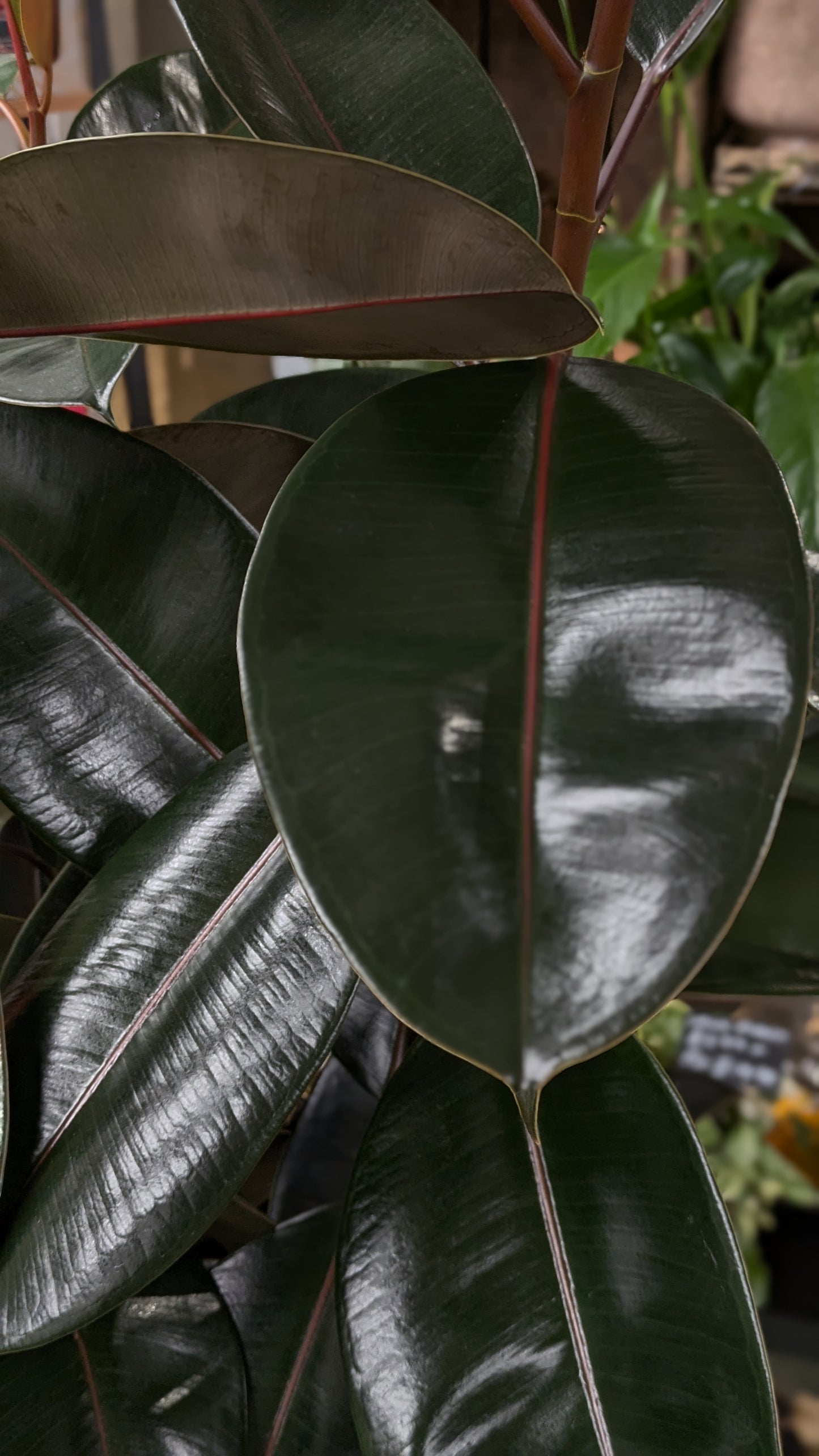 Ficus Elastica (Large)