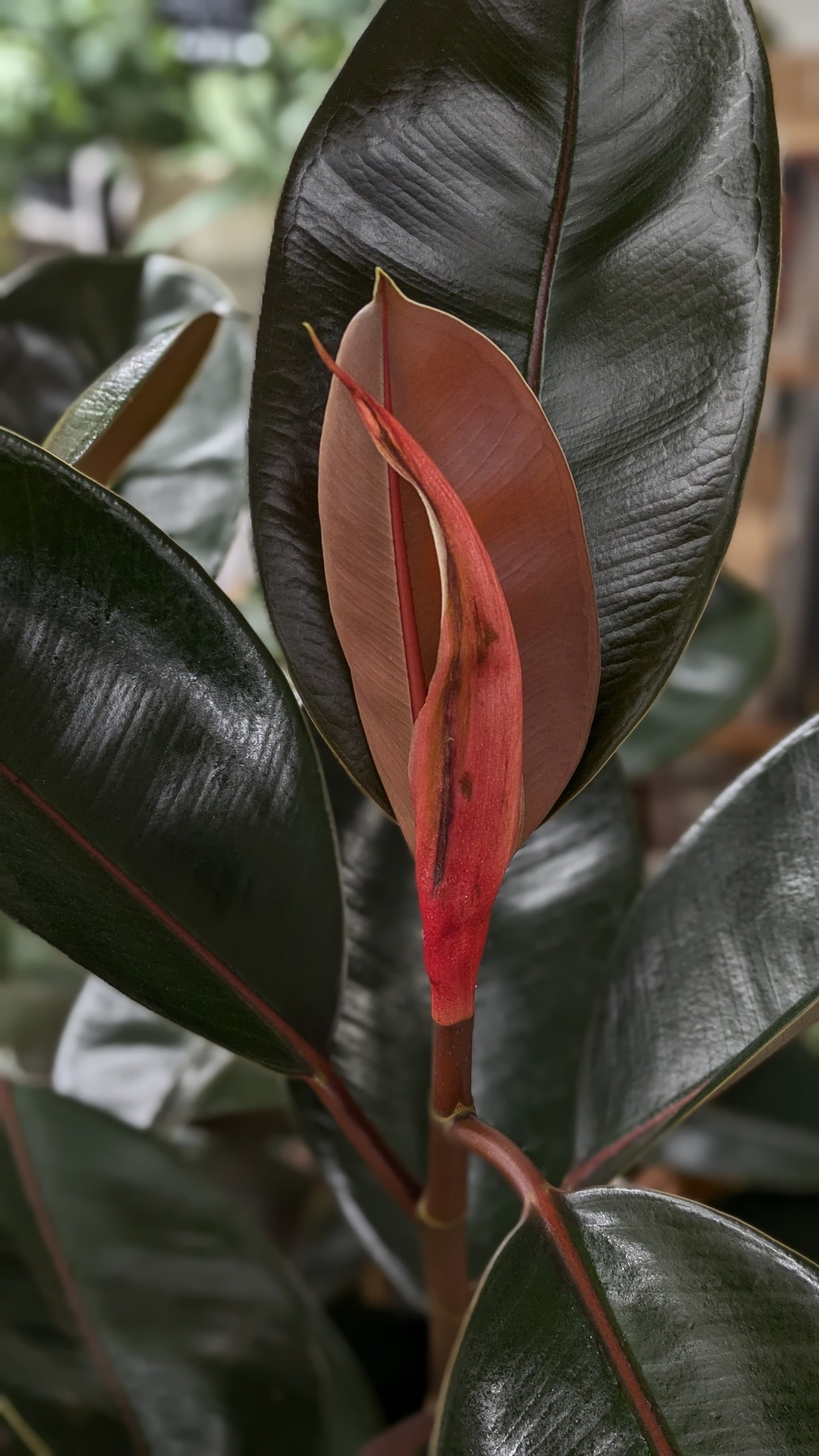 Ficus Elastica (Large)