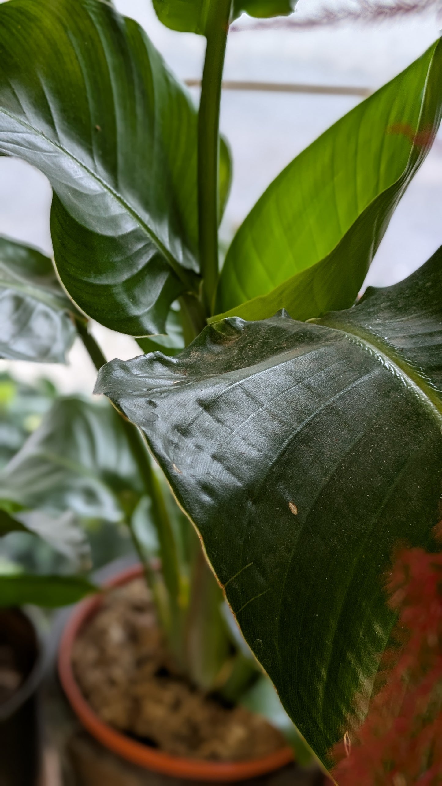 Bird of Paradise (Small)