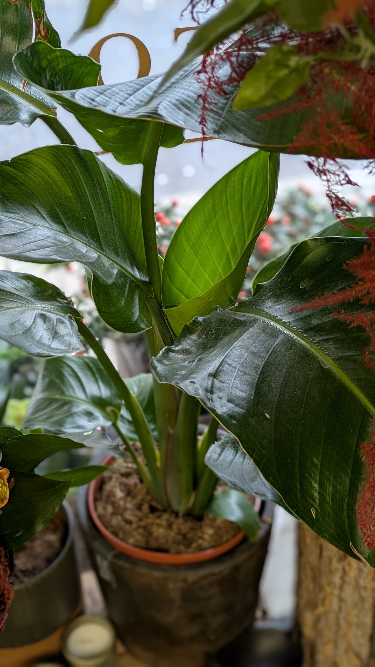 Bird of Paradise (Small)