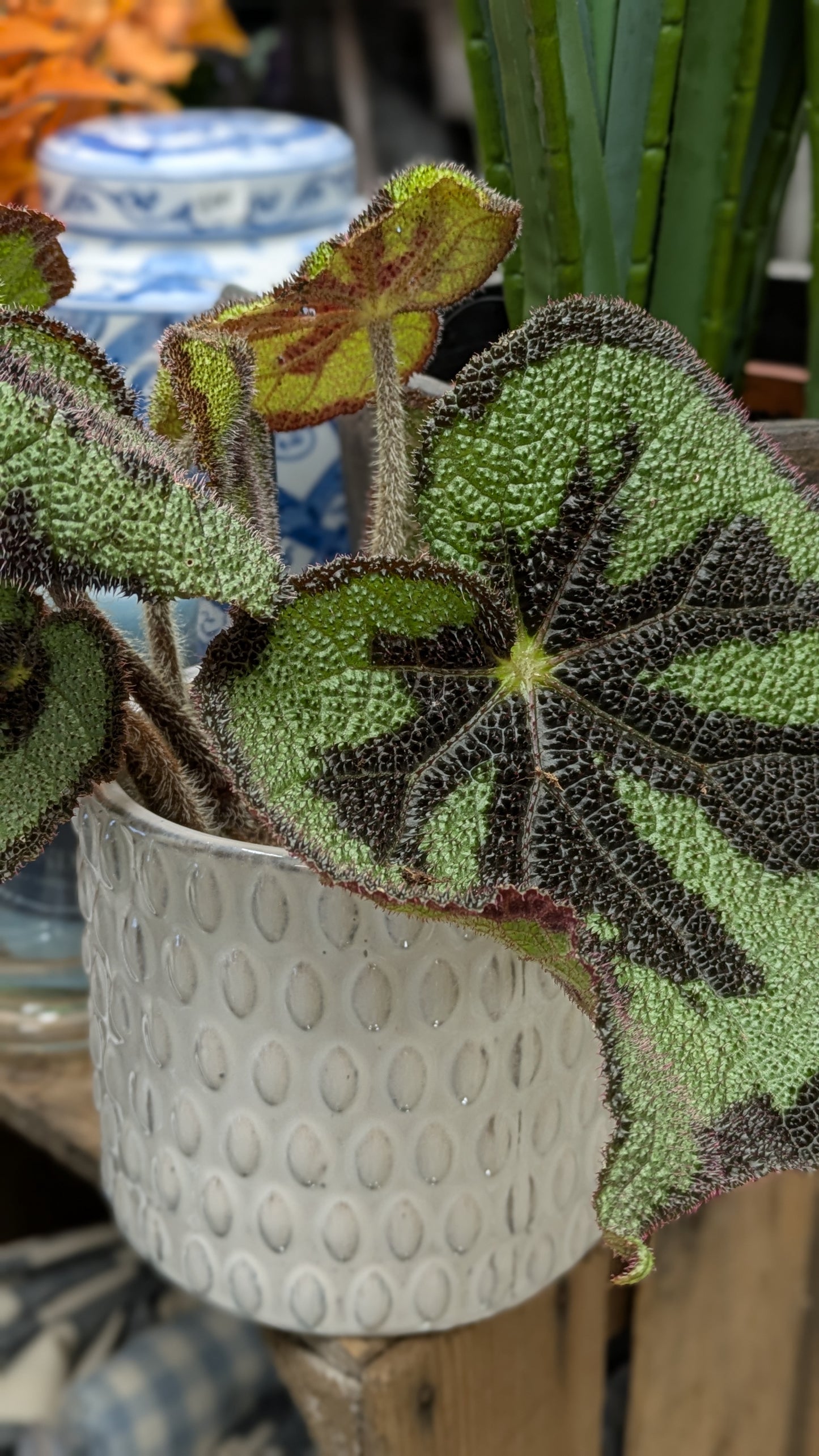 Begonia 'Iron Cross'