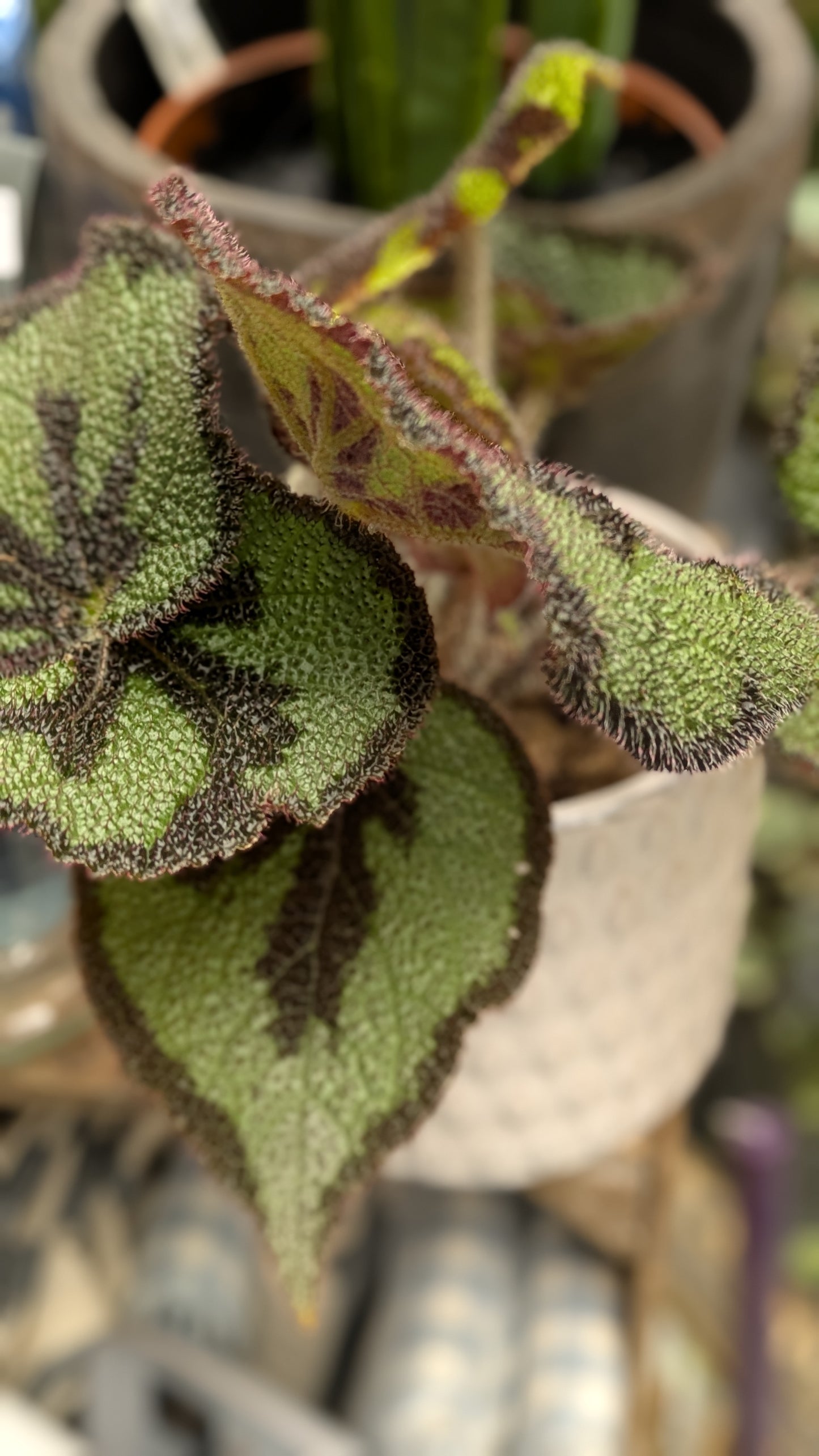 Begonia 'Iron Cross'