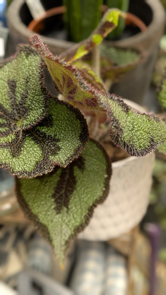 Begonia 'Iron Cross'