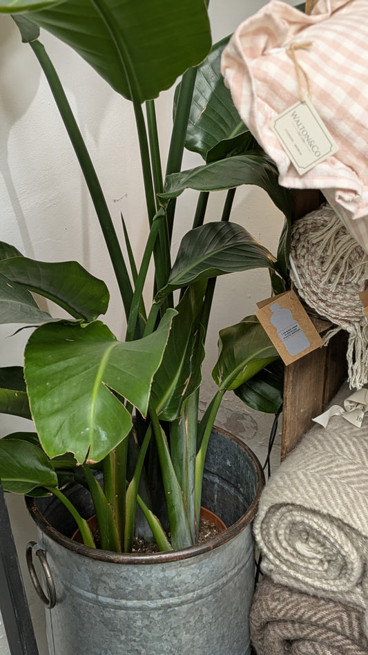 Bird of Paradise (Medium)