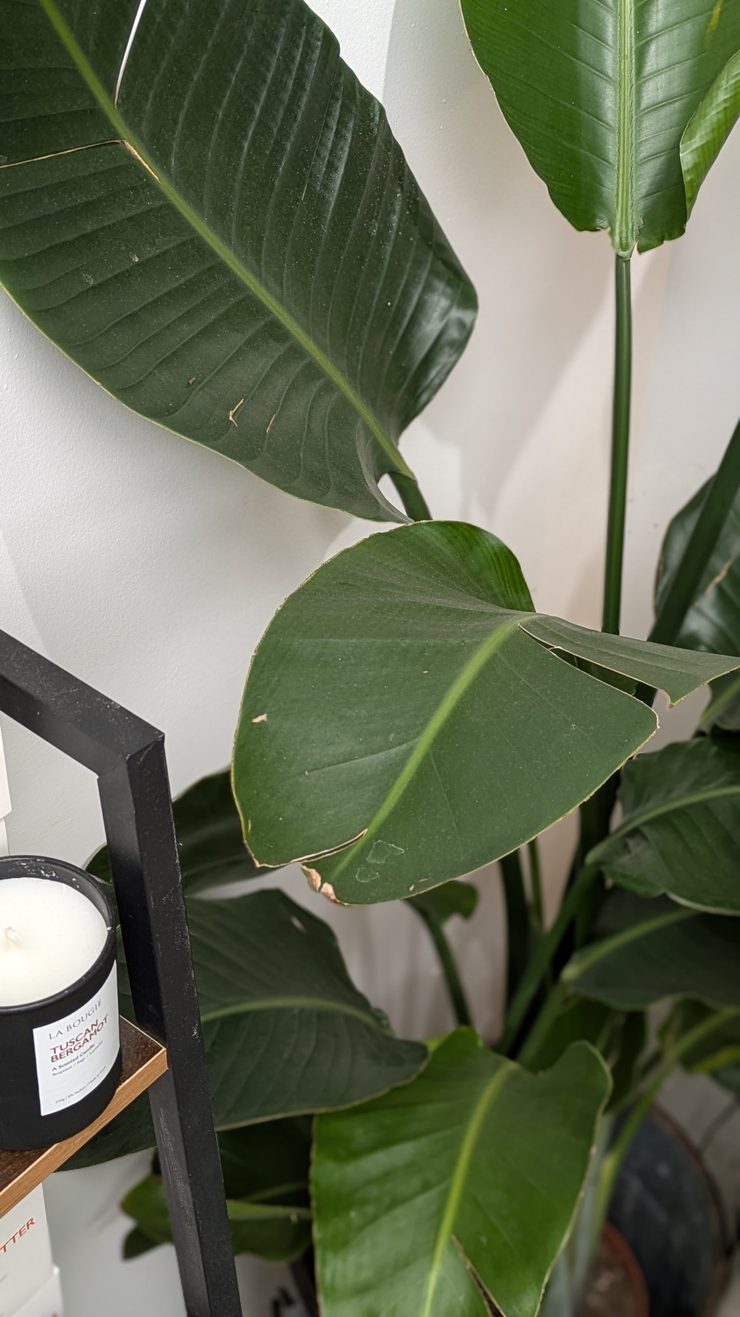 Bird of Paradise (Medium)