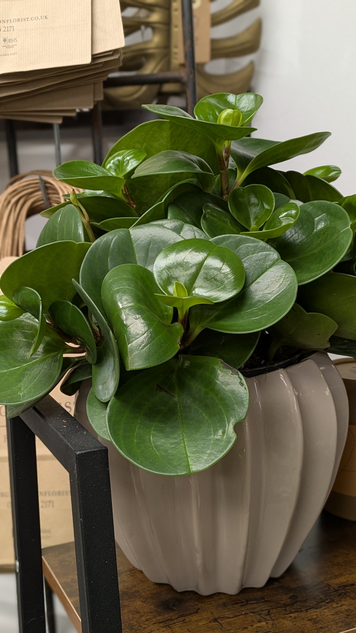 Baby Rubber Plant