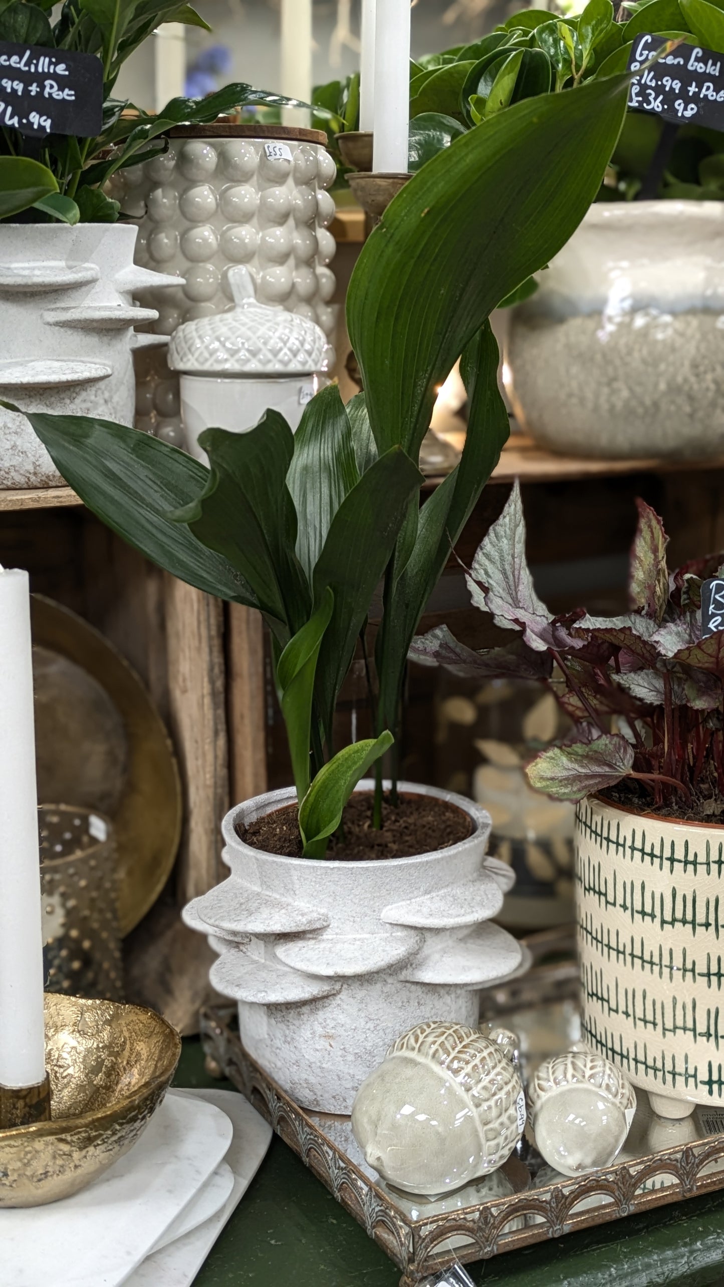 Aspidistra
