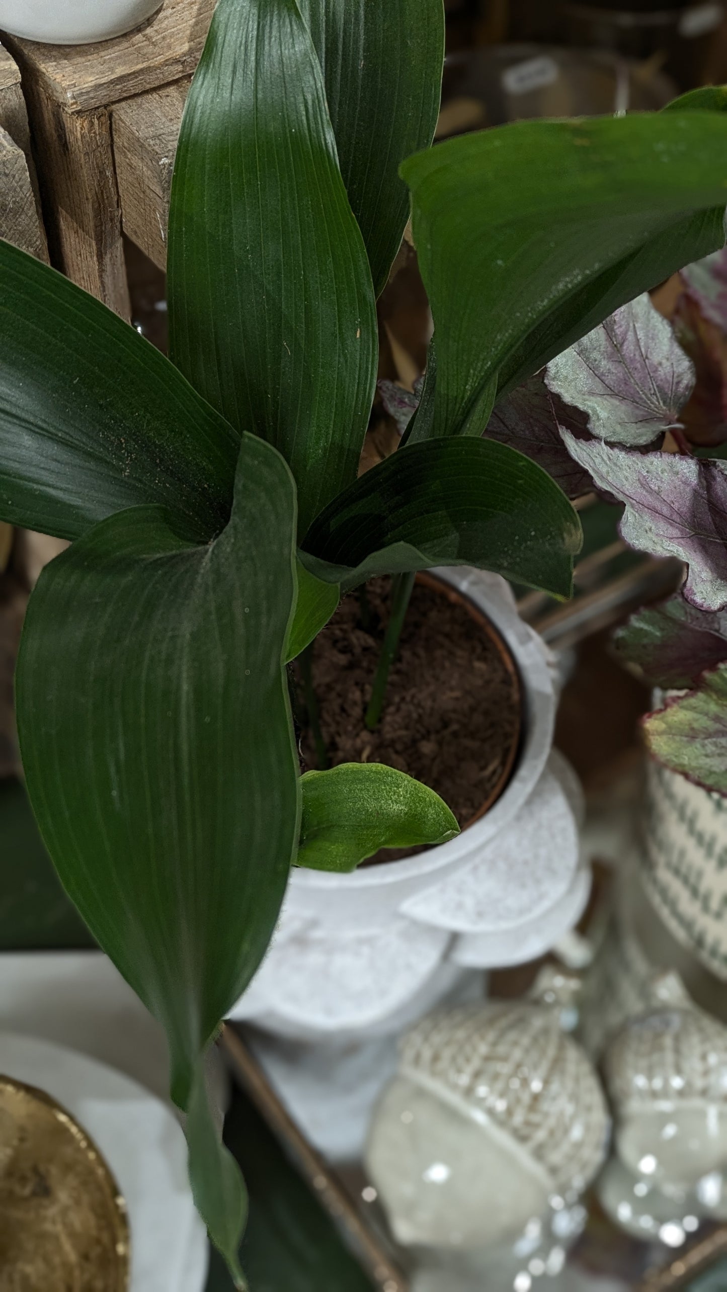Aspidistra