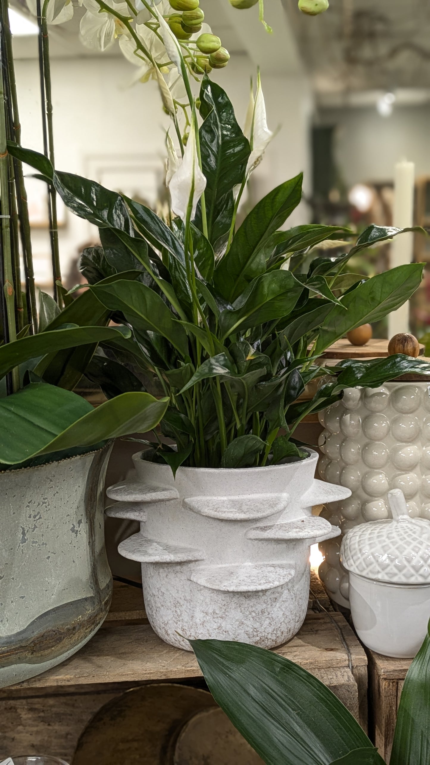 Spathiphllum / Peace Lily (Medium)