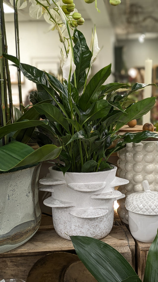 Spathiphllum / Peace Lily (Medium)