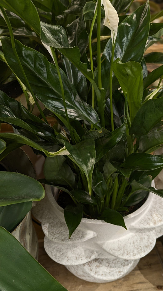Spathiphllum / Peace Lily (Medium)