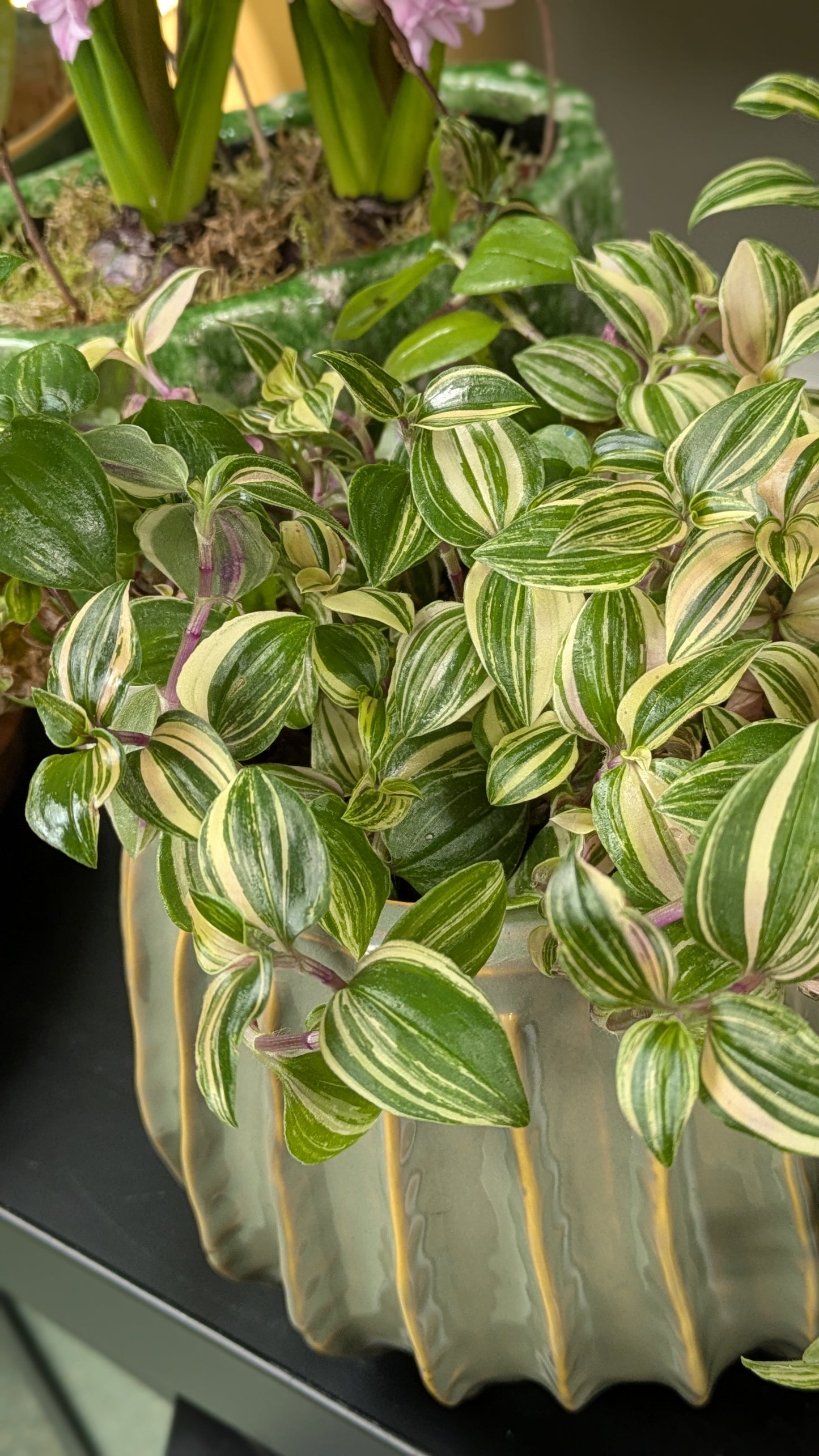 Inch plant