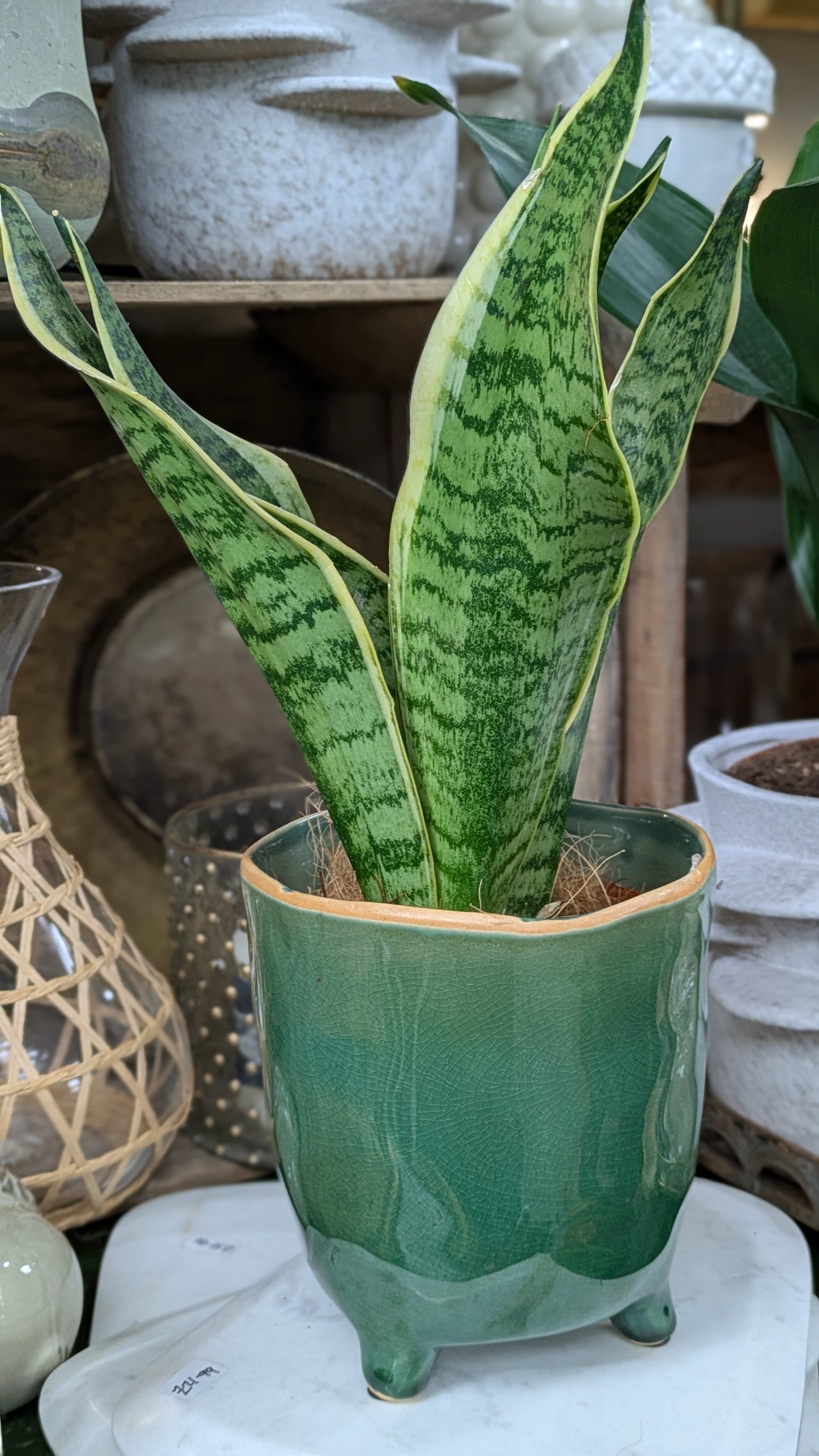 Mother in Laws Tongue / Snake plant