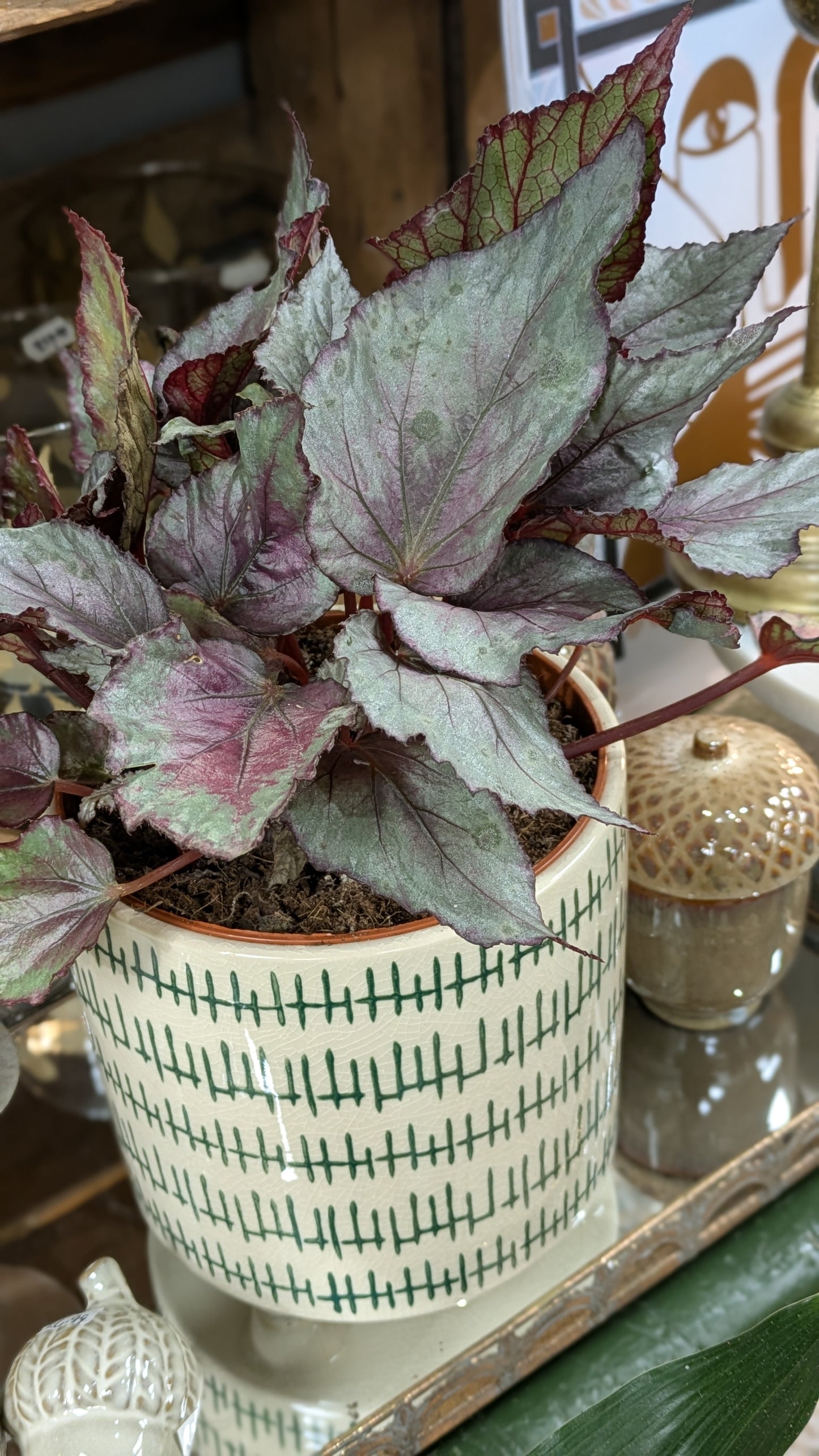 Begonia 'Maori Haze'