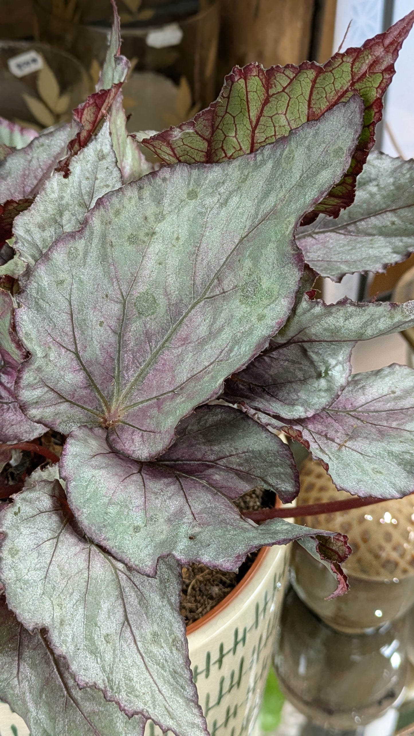 Begonia 'Maori Haze'
