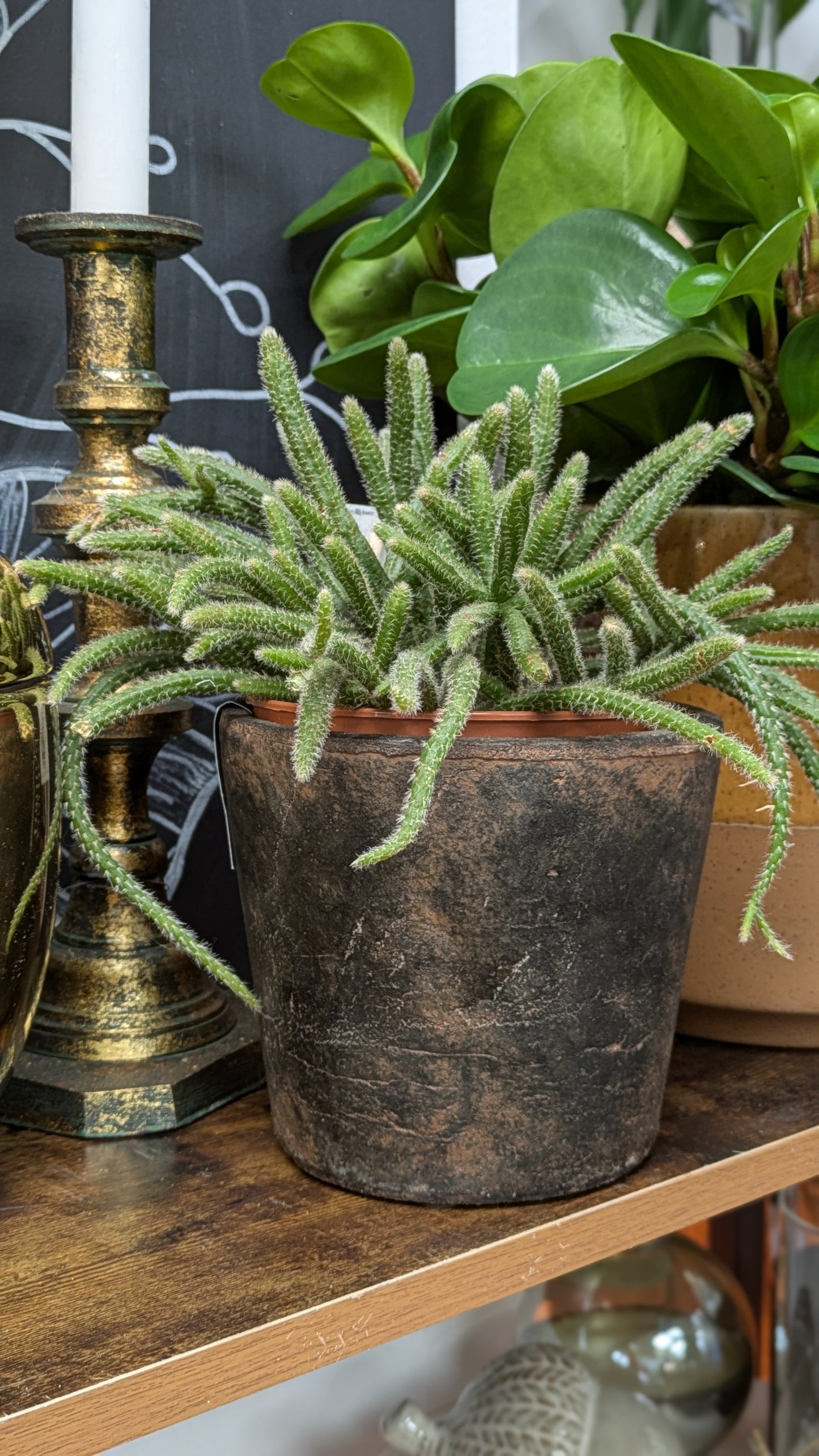Mouse Tail Cactus