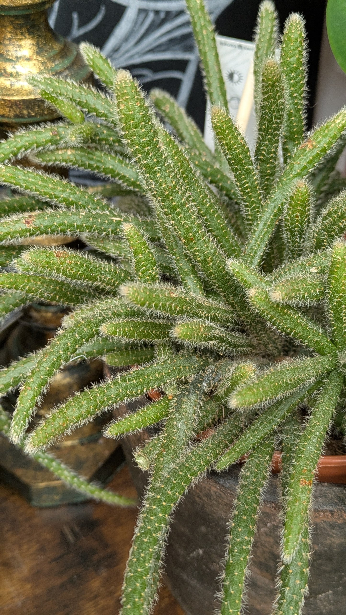 Mouse Tail Cactus
