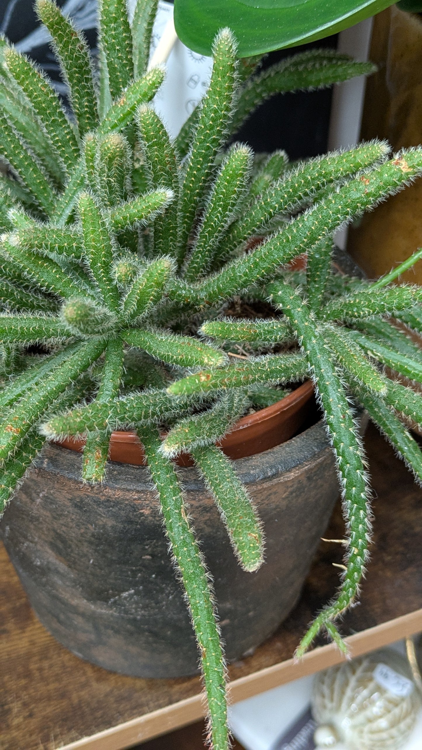 Mouse Tail Cactus